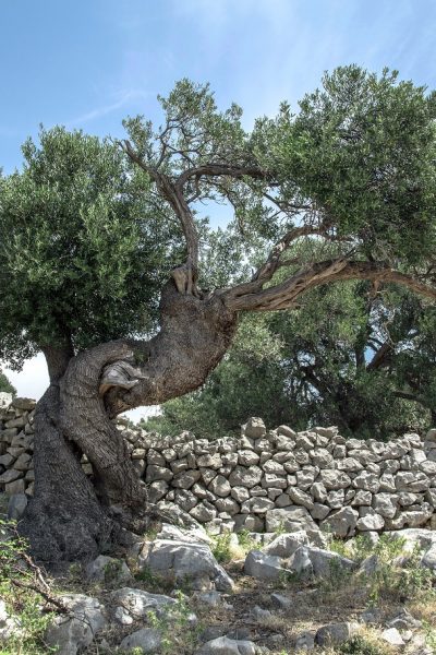 olijfboom israel